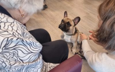 Adolar und Aennchen Aurora 🐕