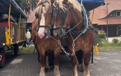 Kutschfahrt durch die Heide