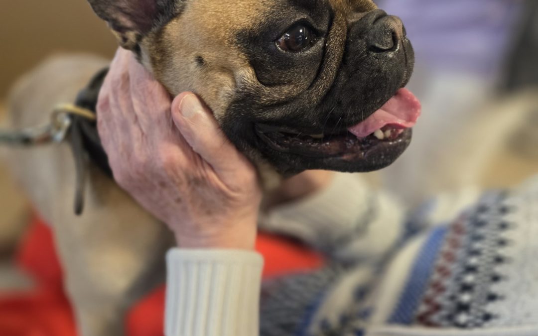 Freitag hatten wir mal wieder ganz besonderen Besuch: die französische Bulldogge Adolar 🐶💛