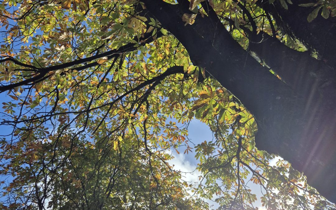🍂☀️ Ein wunderschöner Herbstvormittag im Walter-Peters-Park! 🍁