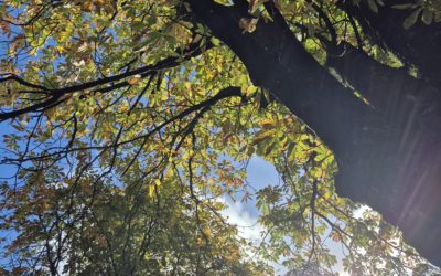 🍂☀️ Ein wunderschöner Herbstvormittag im Walter-Peters-Park! 🍁